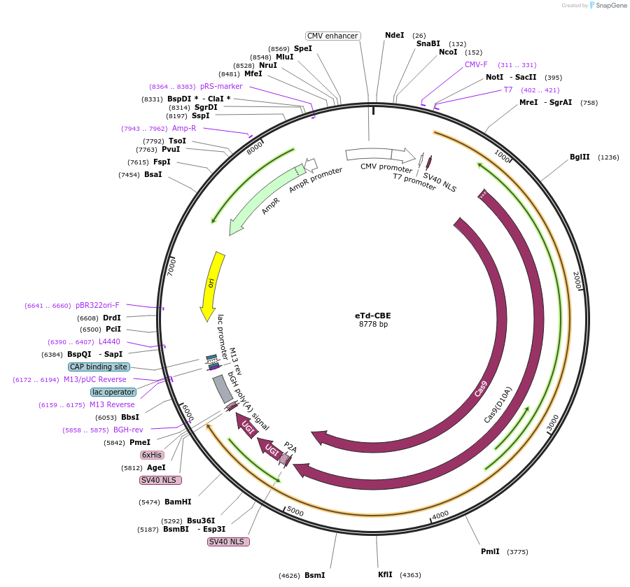 196601-plasmid-map-sequence-id-386795