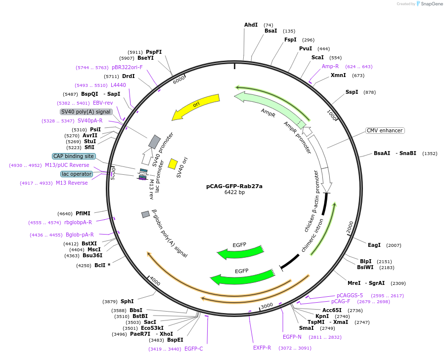 194985-plasmid-map-sequence-id-386802