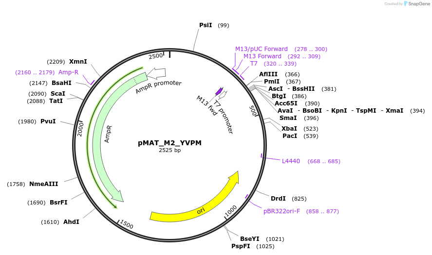 197082-plasmid-map-sequence-id-386820