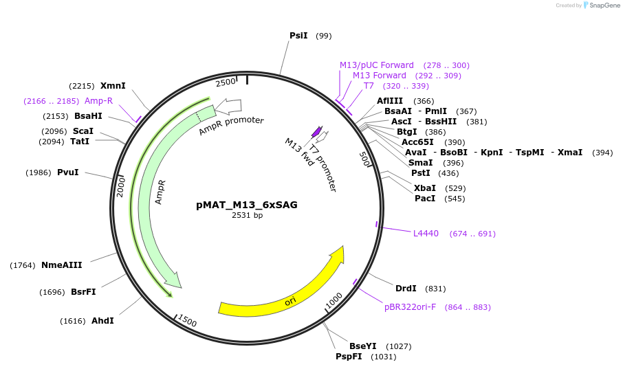197096-plasmid-map-sequence-id-386824