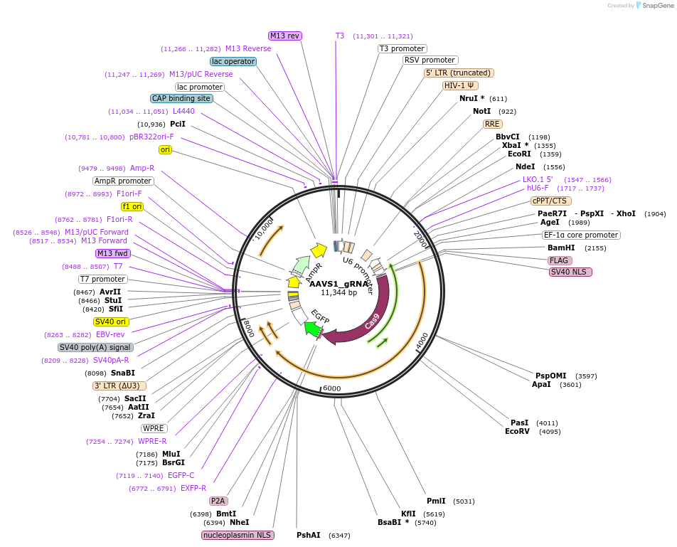 196139-plasmid-map-sequence-id-386827