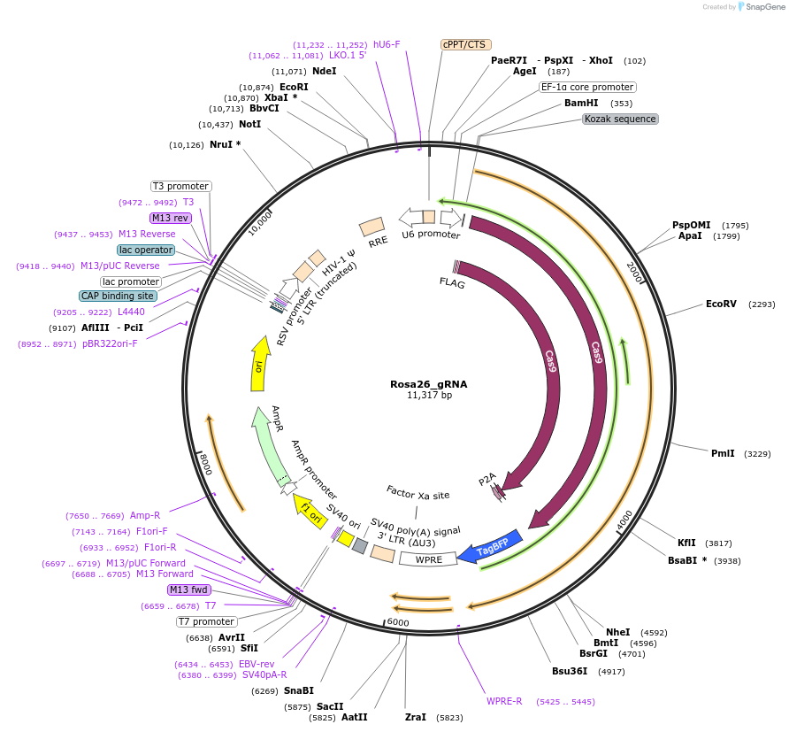 196138-plasmid-map-sequence-id-386828