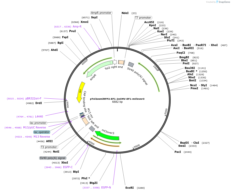 196110-plasmid-map-sequence-id-386831