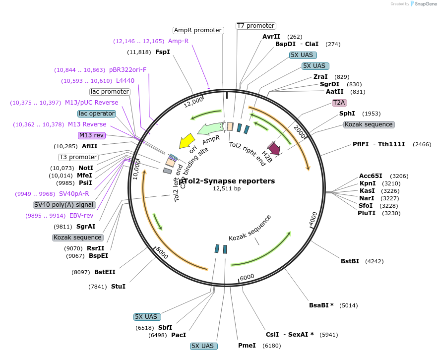 196899-plasmid-map-sequence-id-386836