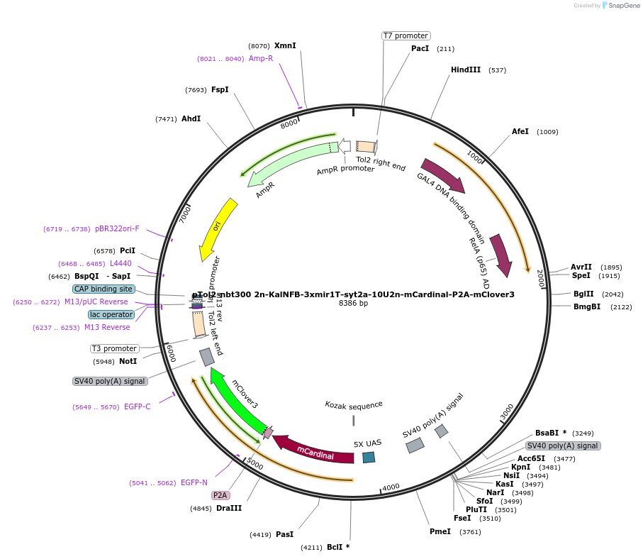 196117-plasmid-map-sequence-id-386839