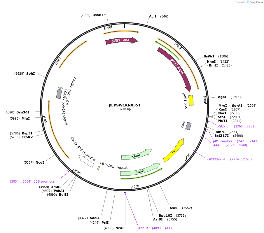 196173-plasmid-map-sequence-id-386857
