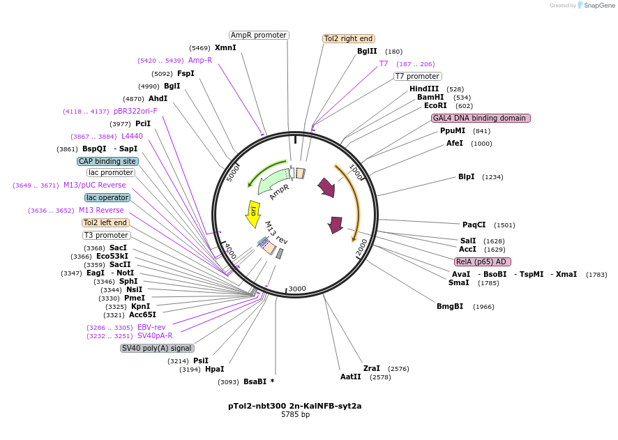 196901-plasmid-map-sequence-id-386860
