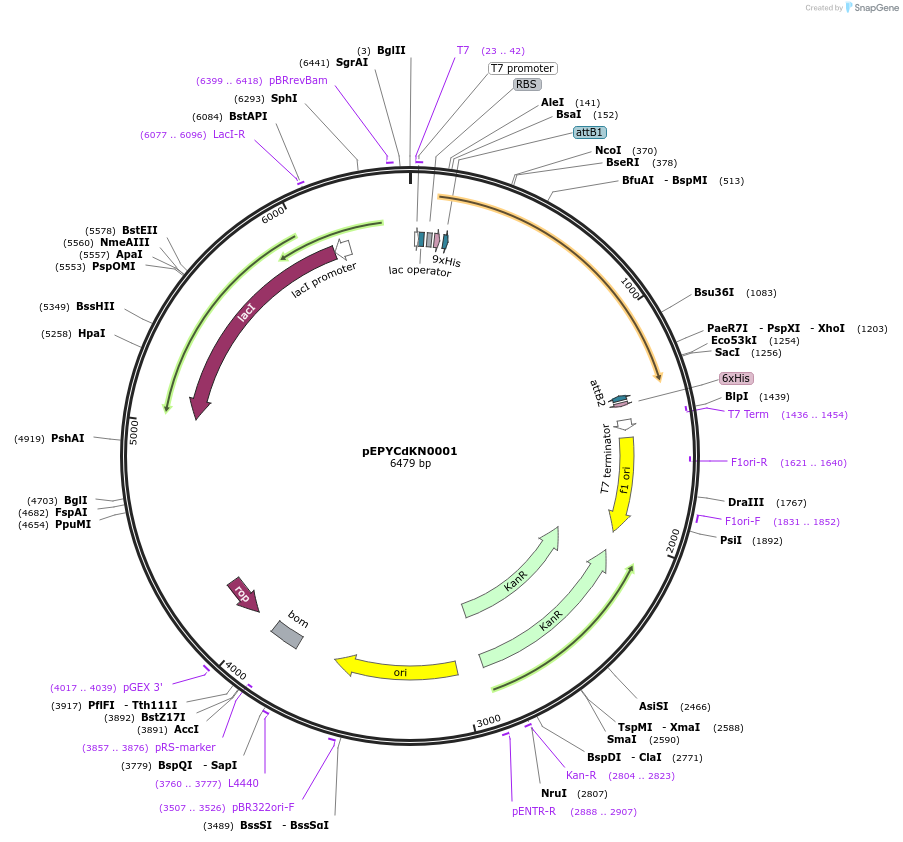 196148-plasmid-map-sequence-id-386861