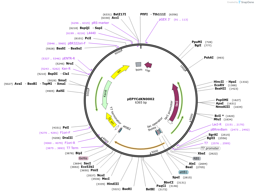 196149-plasmid-map-sequence-id-386862