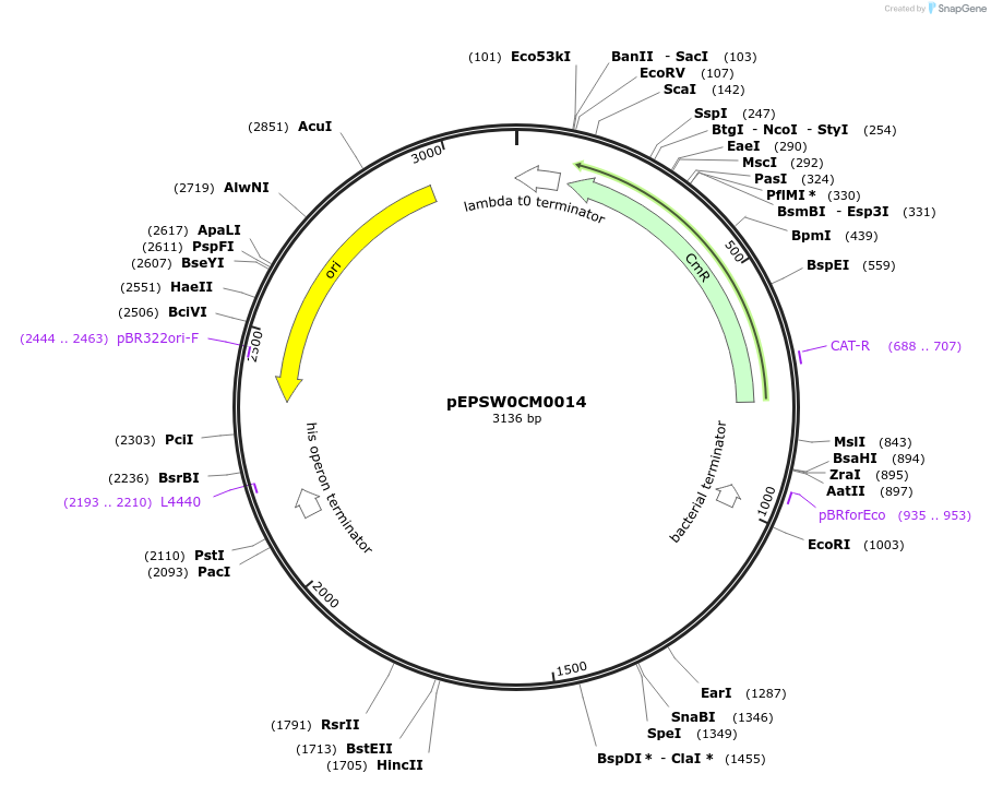 196162-plasmid-map-sequence-id-386871