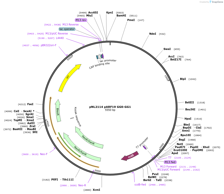 195909-plasmid-map-sequence-id-386872