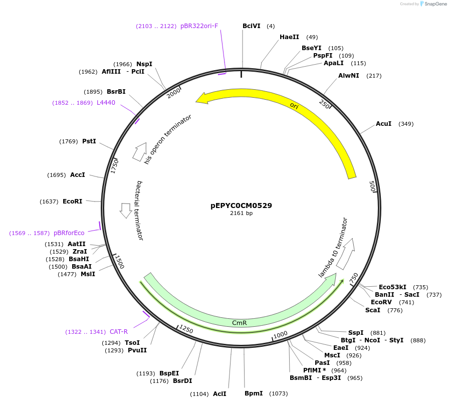 196161-plasmid-map-sequence-id-386873