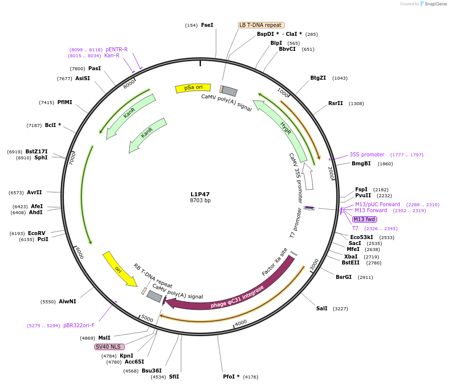 195934-plasmid-map-sequence-id-386874