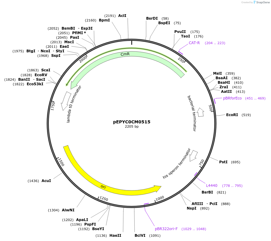 196155-plasmid-map-sequence-id-386878