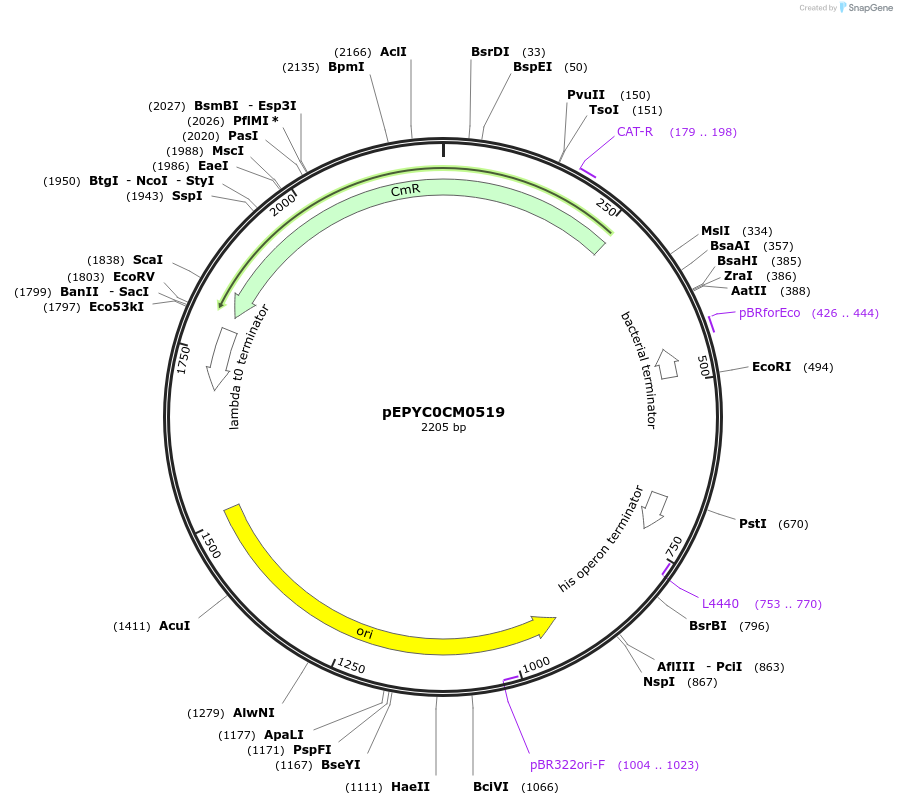 196156-plasmid-map-sequence-id-386879