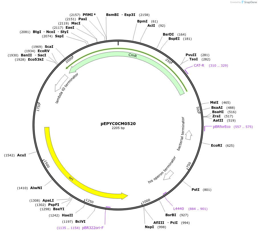 196157-plasmid-map-sequence-id-386880