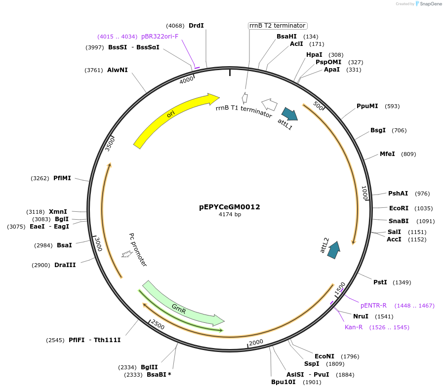 196146-plasmid-map-sequence-id-386888