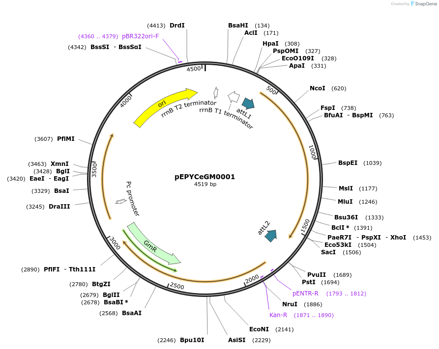 196141-plasmid-map-sequence-id-386889