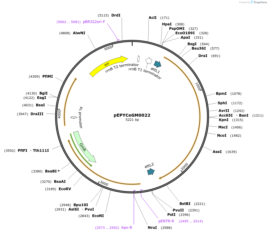 196147-plasmid-map-sequence-id-386890