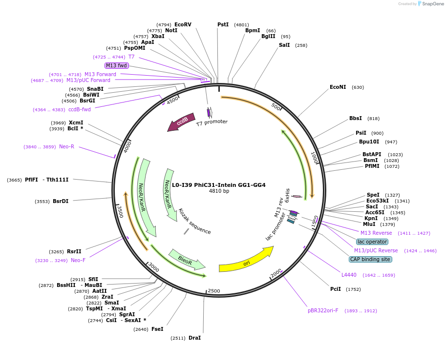 195905-plasmid-map-sequence-id-386891