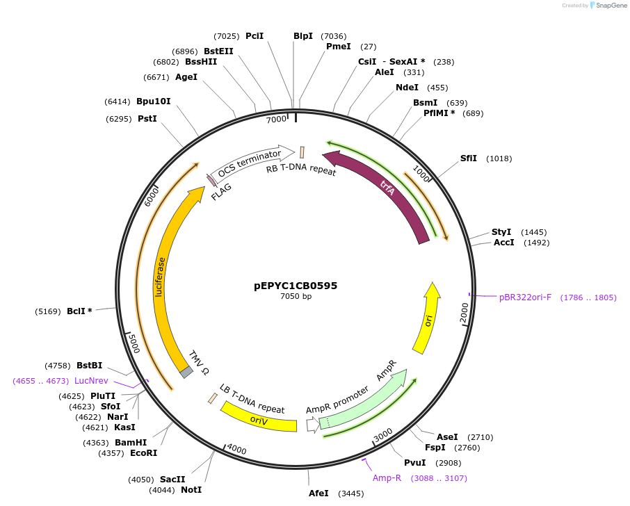 196170-plasmid-map-sequence-id-386915