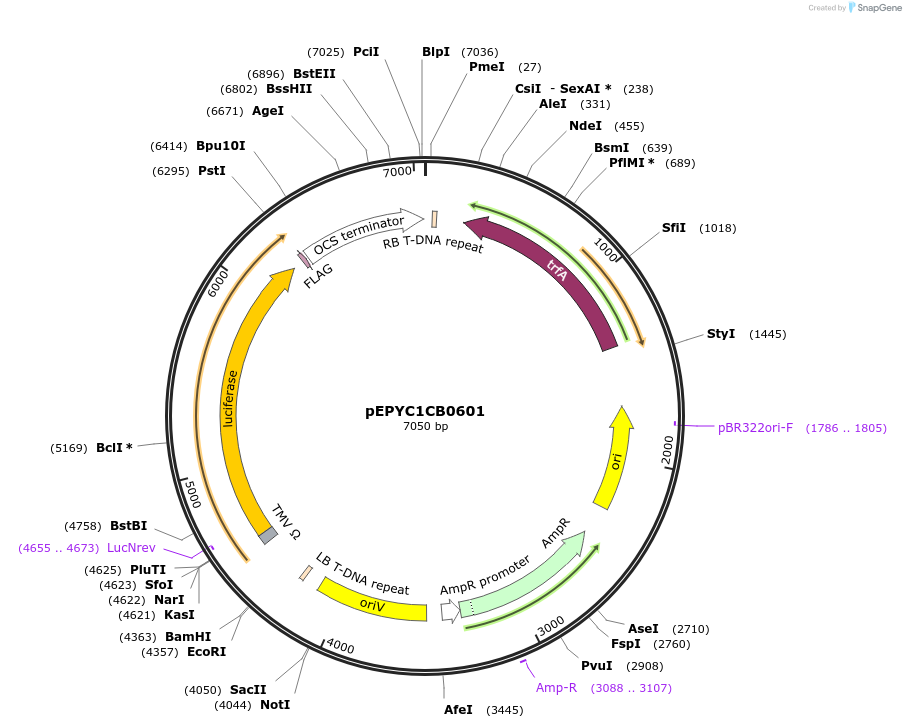 196167-plasmid-map-sequence-id-386923