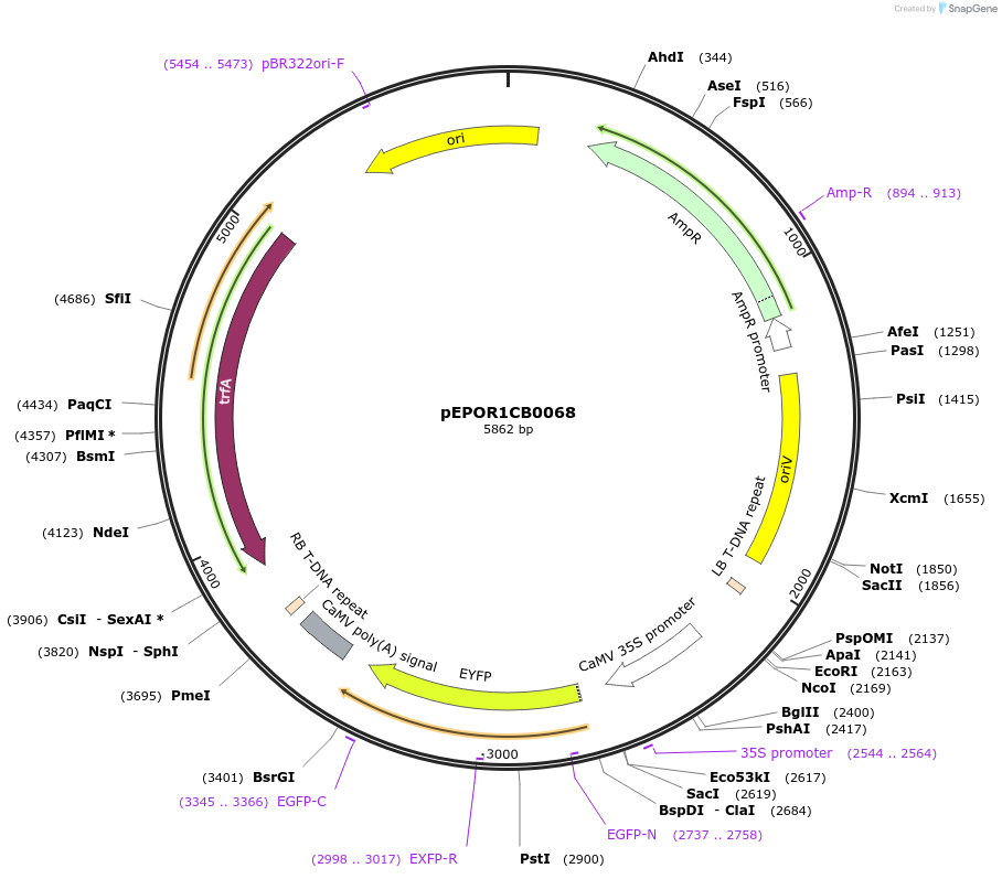 196179-plasmid-map-sequence-id-386926