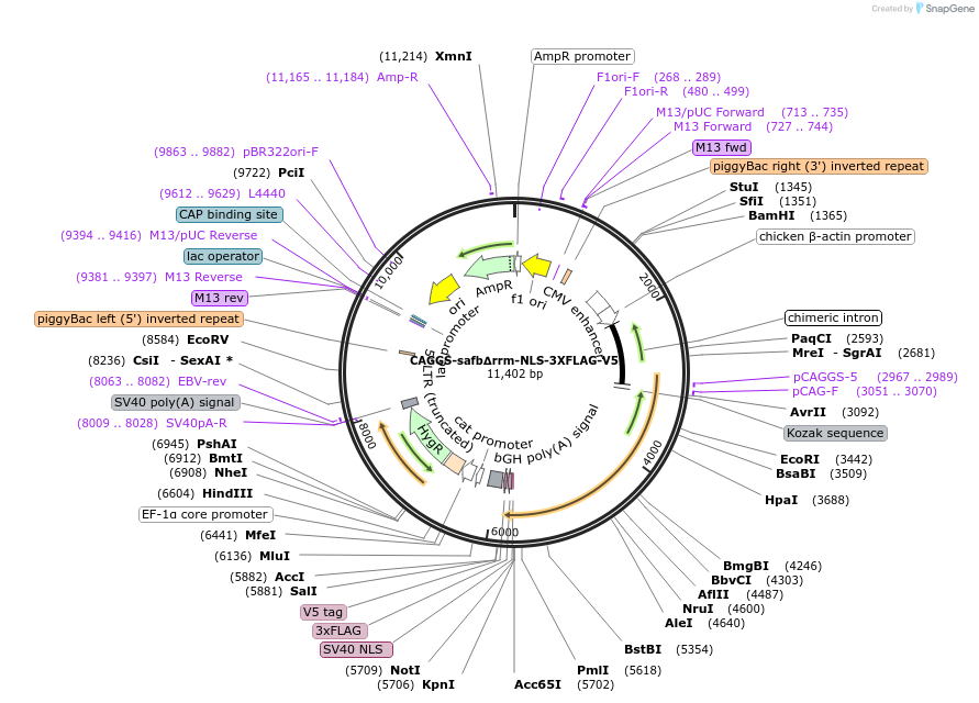 196093-plasmid-map-sequence-id-386935