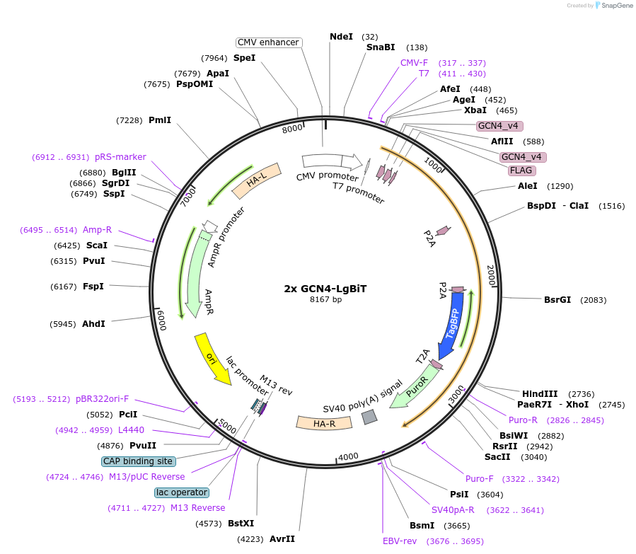 192542-plasmid-map-sequence-id-386938