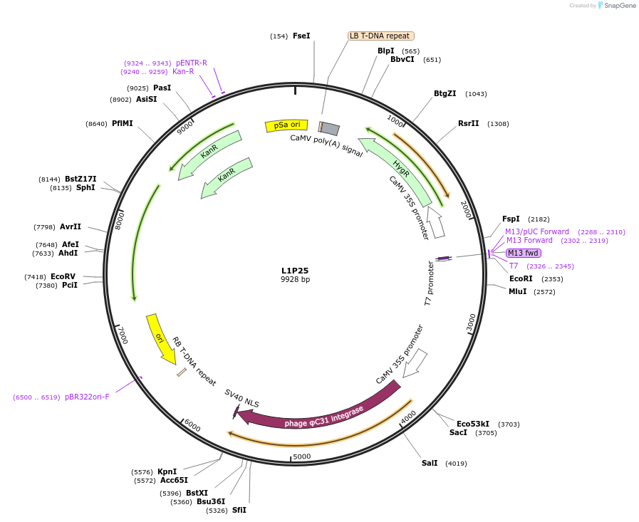 195928-plasmid-map-sequence-id-386943