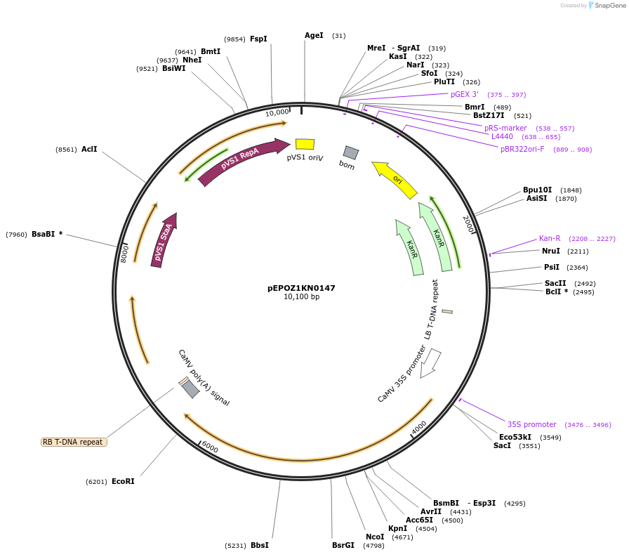 197554-plasmid-map-sequence-id-386953