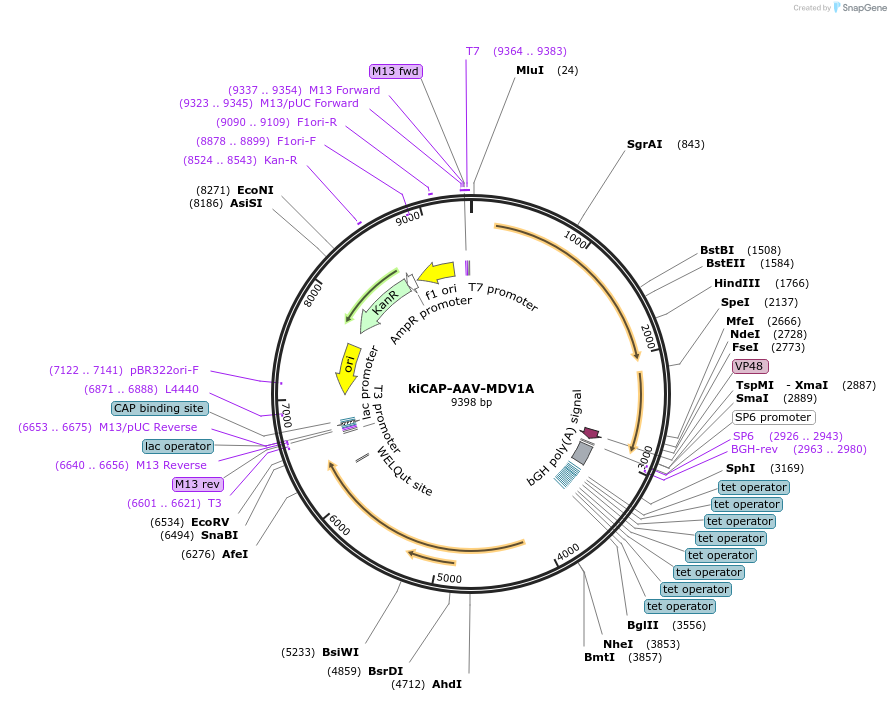 196679-plasmid-map-sequence-id-386954