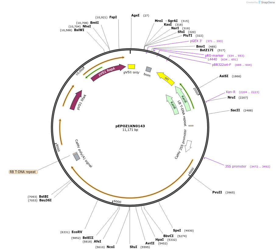 197550-plasmid-map-sequence-id-386955