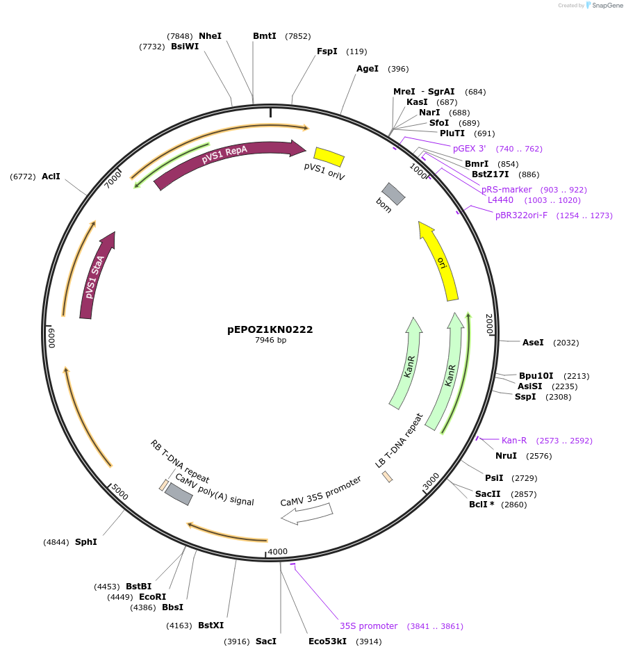 197548-plasmid-map-sequence-id-386960