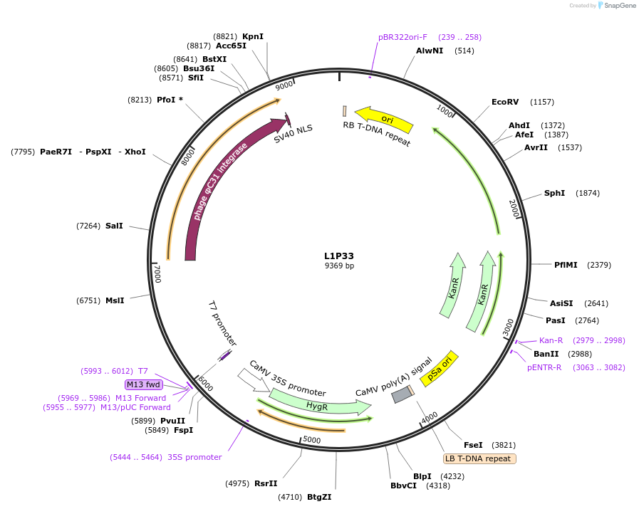 195931-plasmid-map-sequence-id-386966