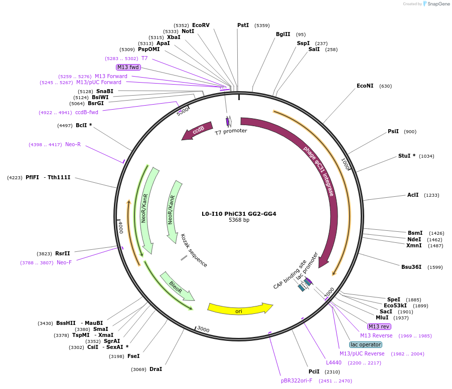 195893-plasmid-map-sequence-id-386967