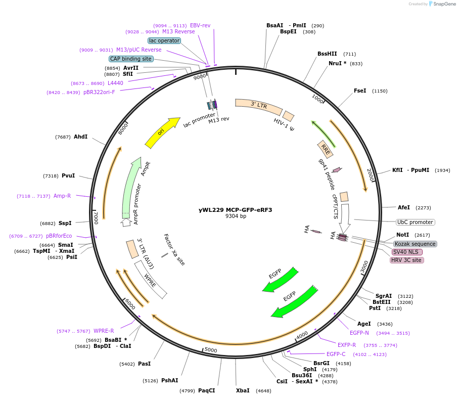 197053-plasmid-map-sequence-id-386970