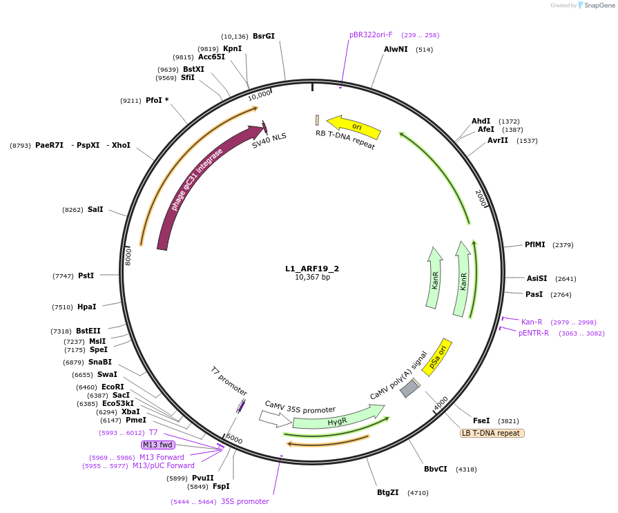 195914-plasmid-map-sequence-id-386972