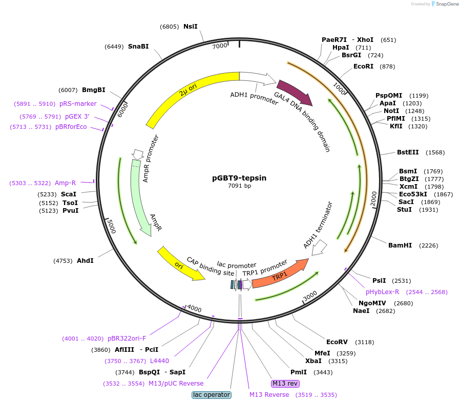 196647-plasmid-map-sequence-id-386973
