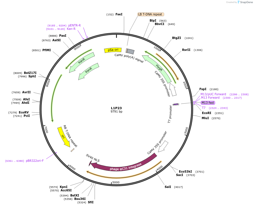 195926-plasmid-map-sequence-id-386974