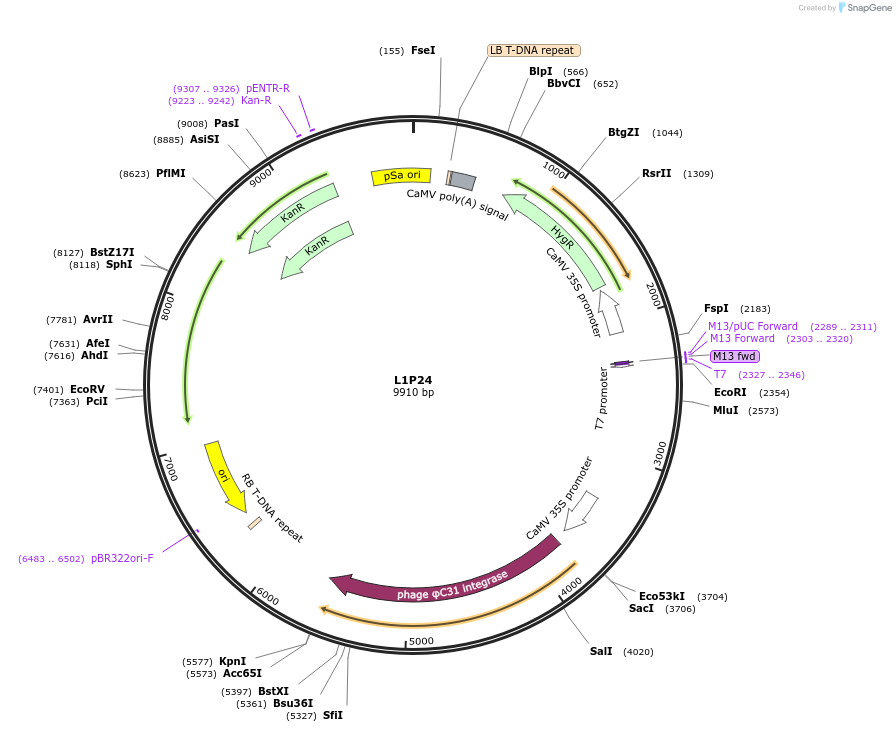 195927-plasmid-map-sequence-id-386975