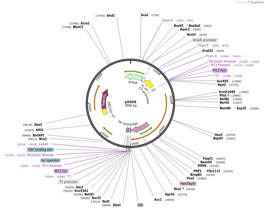 198154-plasmid-map-sequence-id-386983