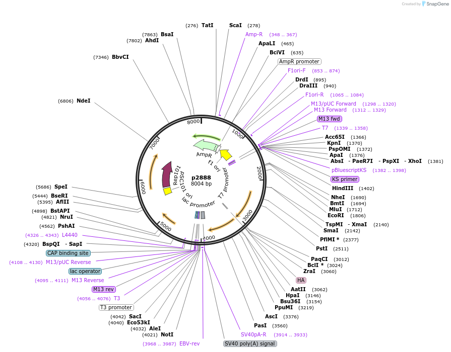 198146-plasmid-map-sequence-id-386984