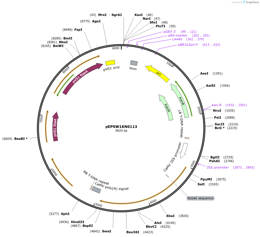 197547-plasmid-map-sequence-id-387006