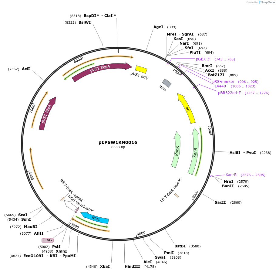 197537-plasmid-map-sequence-id-387007