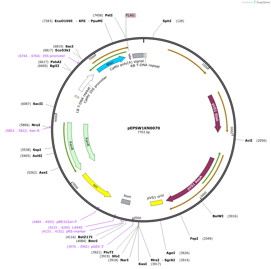 197536-plasmid-map-sequence-id-387008