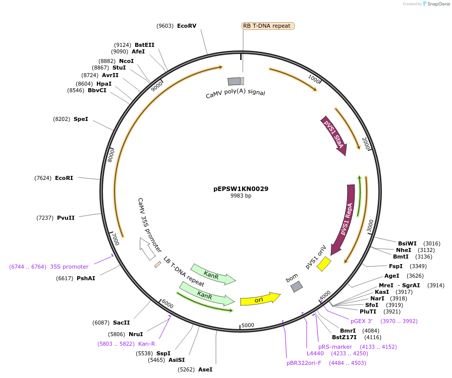197542-plasmid-map-sequence-id-387009