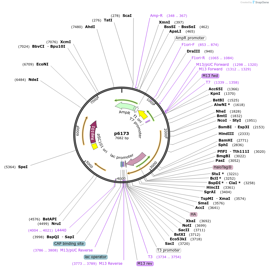 198157-plasmid-map-sequence-id-387011