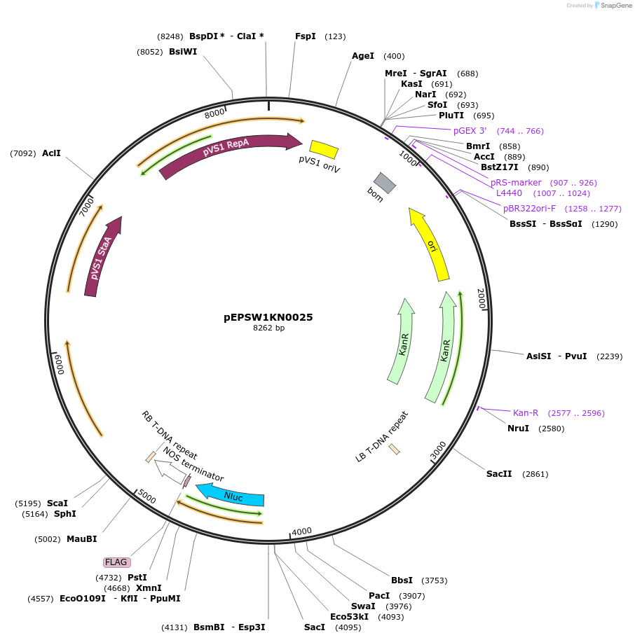 197540-plasmid-map-sequence-id-387012