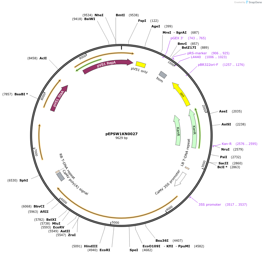 197541-plasmid-map-sequence-id-387013